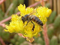 Abeille butinant (ph. Mrugala F., Lyon)(3)